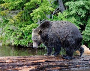 Grizzly Bear in Grouse Mountain