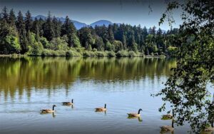 The Urban Oasis: A Stunning View of Stanley Park in Vancouver