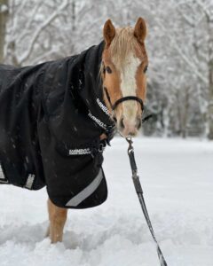 A cute horse in a snowy day in Southlands Riding Club