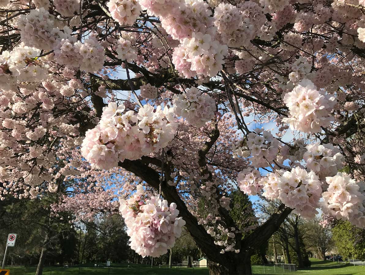 Vancouverites get a glimpse of spring as cherry blossoms start to bloom