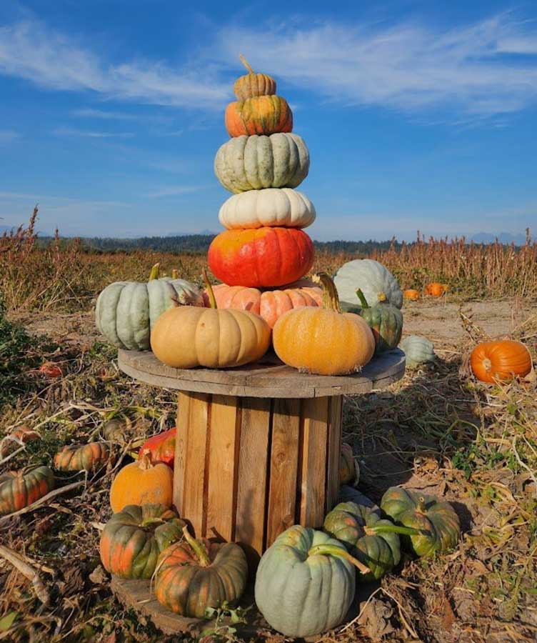 Rondriso Farms Pumpkin Patch in Surrey - Vancouver Page Local Events Guide