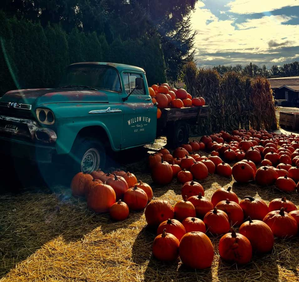 Willow View Farms Pumpkin Patch 2025 in Abbotsford - Vancouver Page Local Events Guide